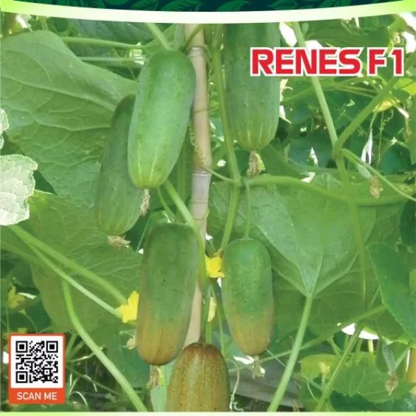 RENES F1