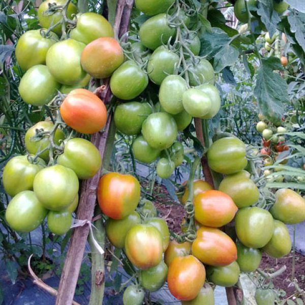 Tomat SELVI F1