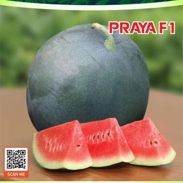 PRAYA F1