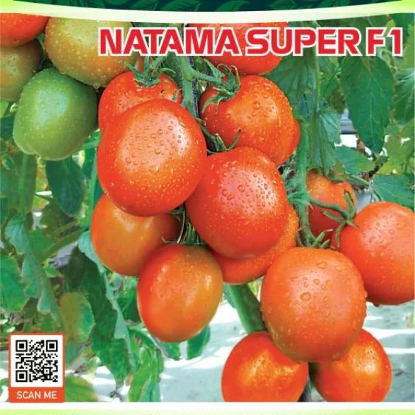 NATAMA SUPER F1