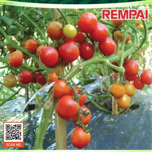 REMPAI