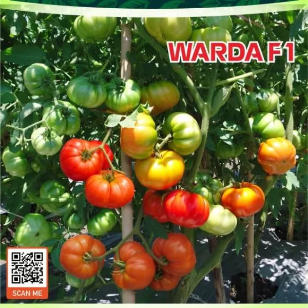 WARDA F1