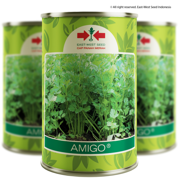 Amigo (Seledri)
