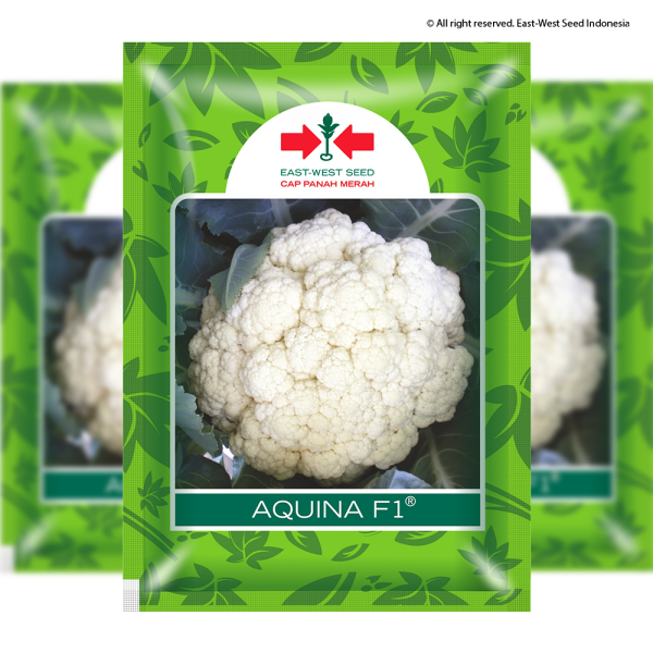 Aquina F1 (Kembang Kol)