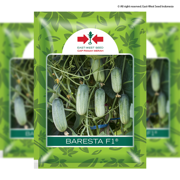 Baresta F1 (Ketimun)