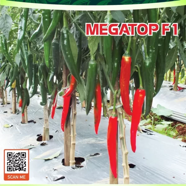 MEGATOP F1