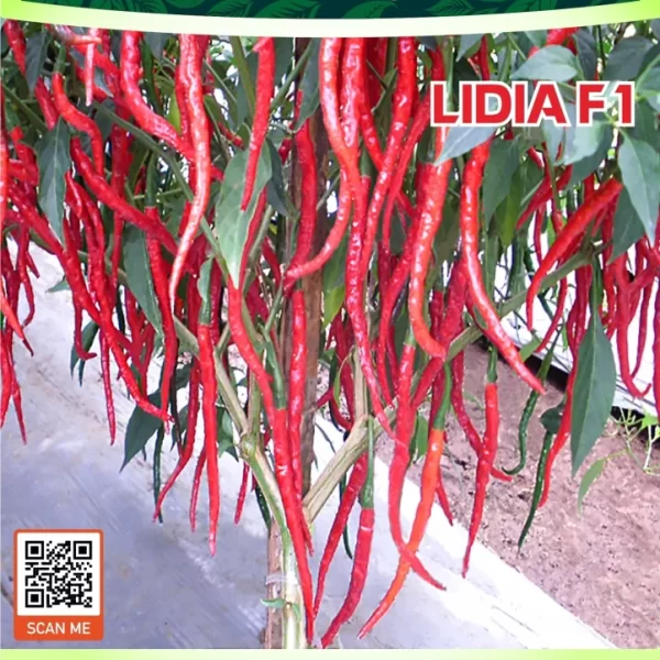 LIDIA F1
