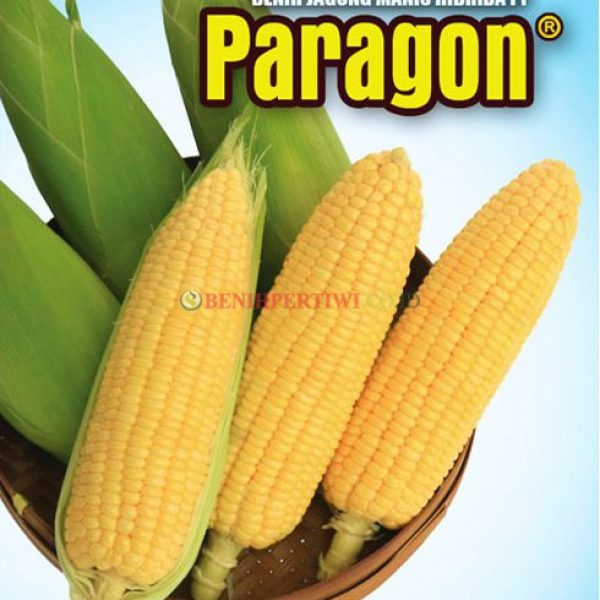 Jagung Manis Paragon