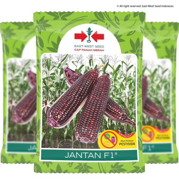 Jantan F1 (Jagung)