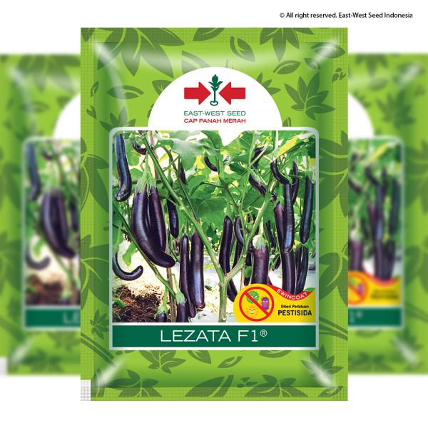 Lezata F1 (Terong)