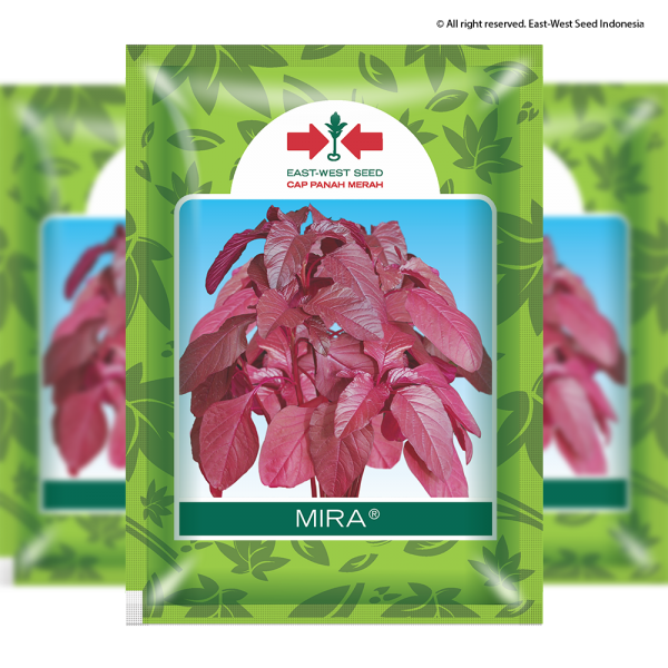 Mira (Bayam Daun Merah)