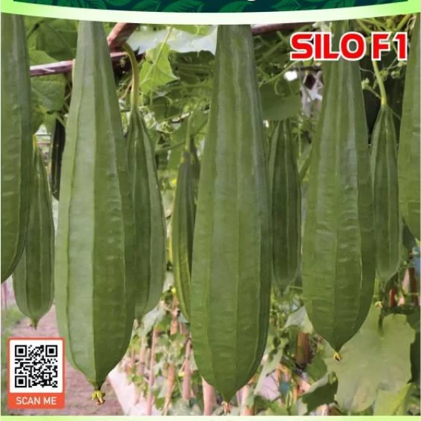 SILO F1