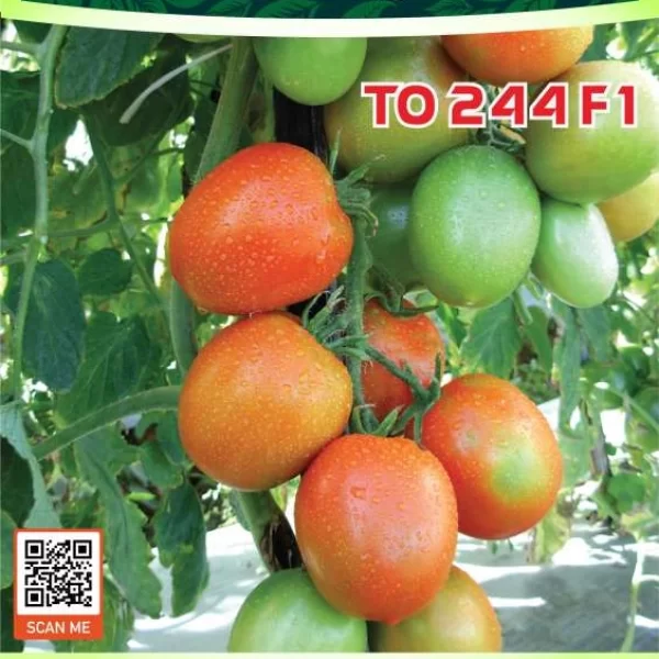 TO 244 F1