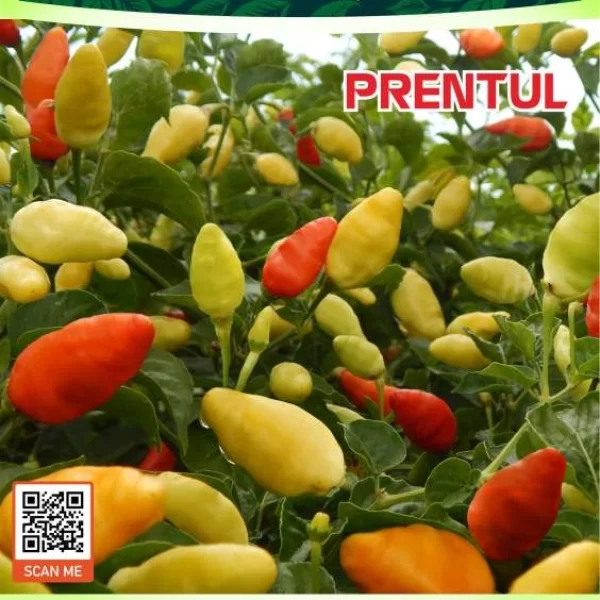 PRENTUL