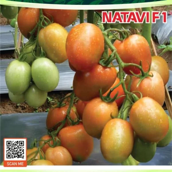 NATAVI F1