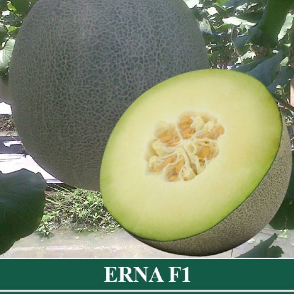 Melon Hibrida ERNA