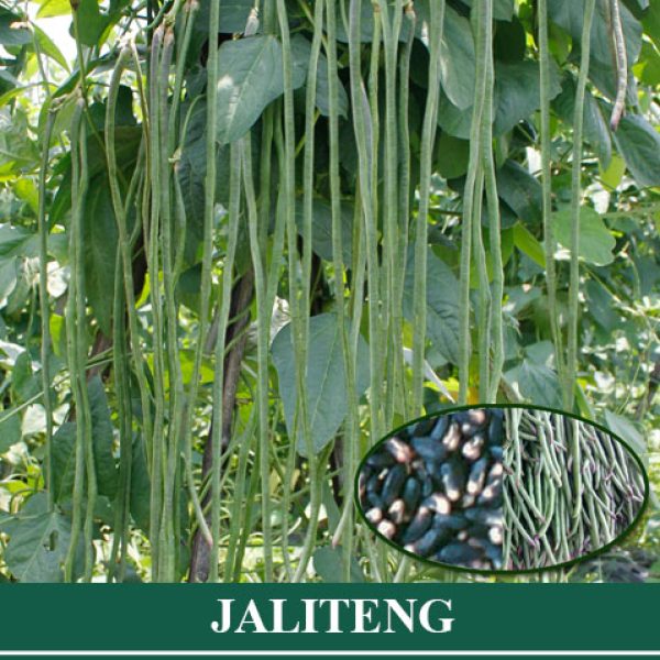 Kacang Panjang JALITENG