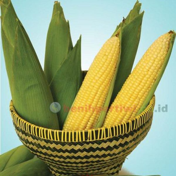 Jagung Manis Talenta