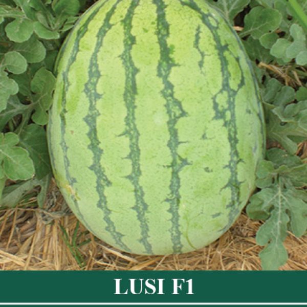 Semangka Hibrida LUSI