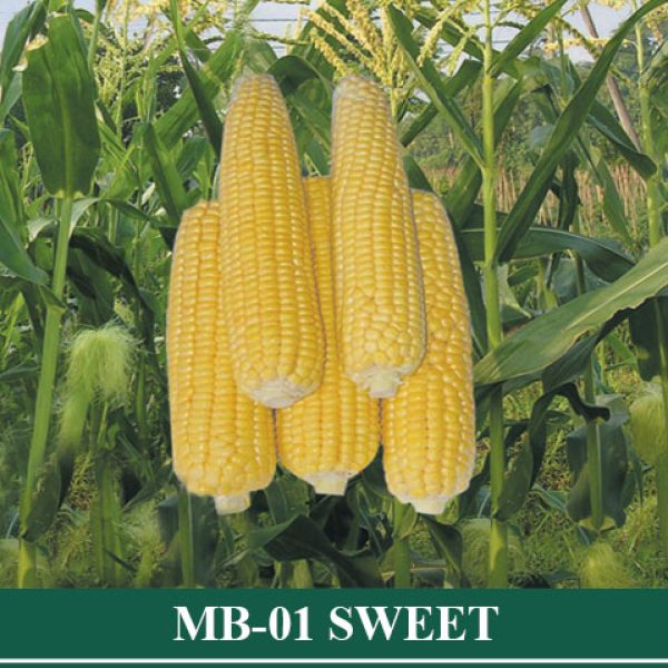Jagung Manis MB 01 SWEET