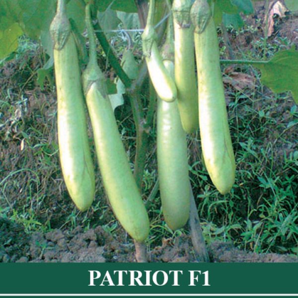 Terong Hibrida PATRIOT