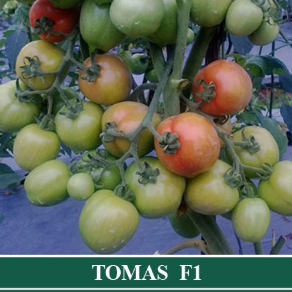 Tomat TOMAS