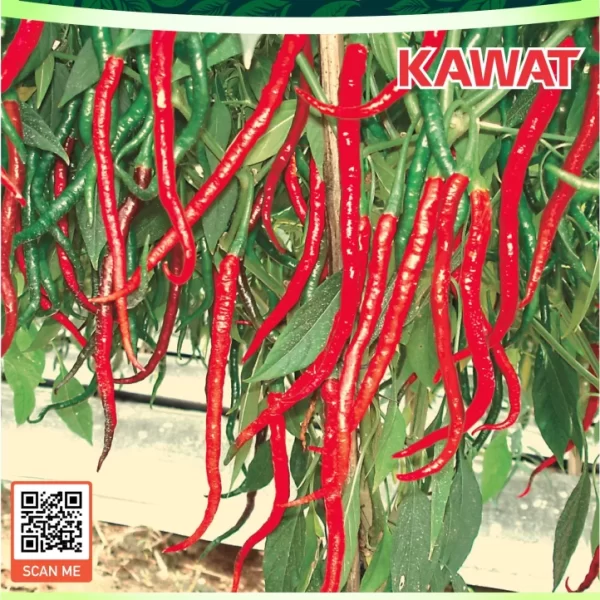 KAWAT