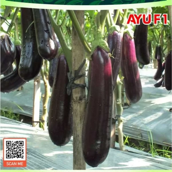 AYU F1
