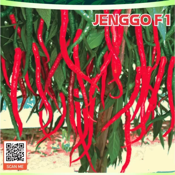 JENGGO F1