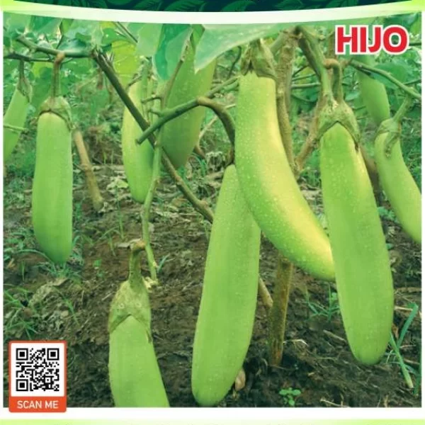 HIJO