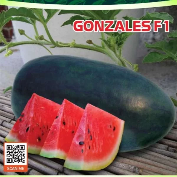 GONZALES F1