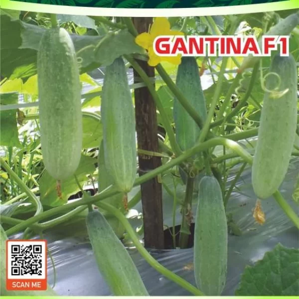 GANTINA F1