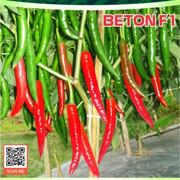 BETON F1