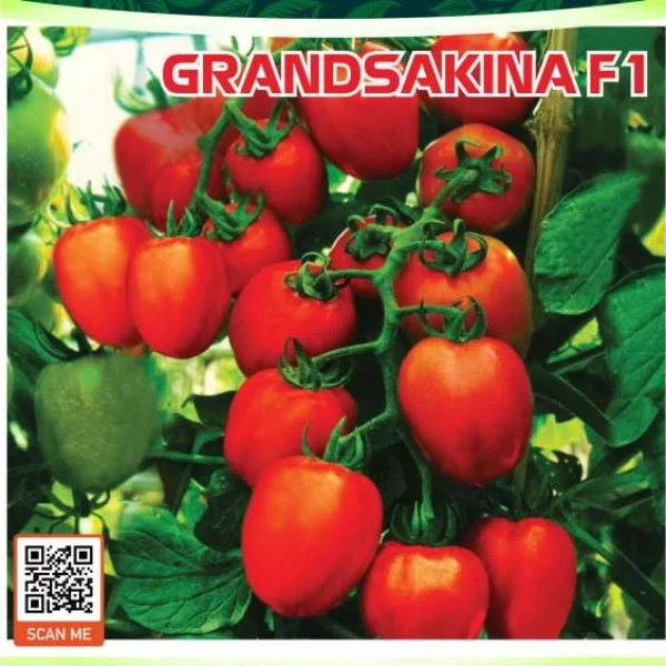 GRAND SAKINA F1