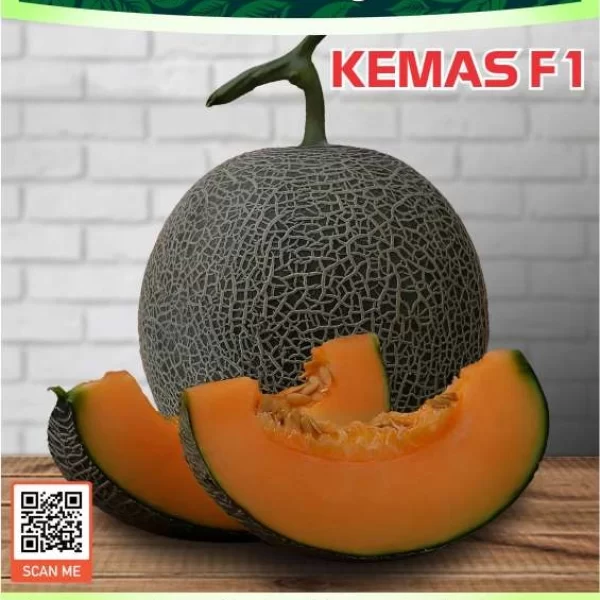 KEMAS F1