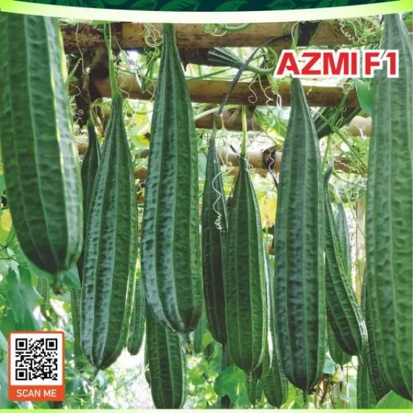 AZMI F1