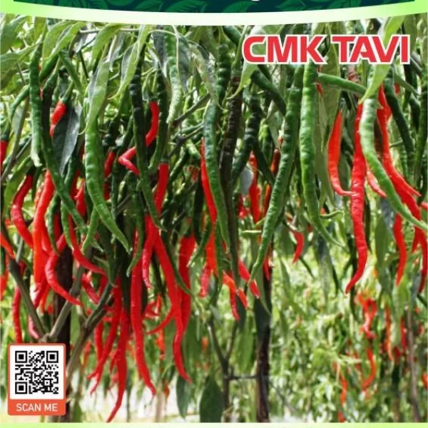 CmkTAVI