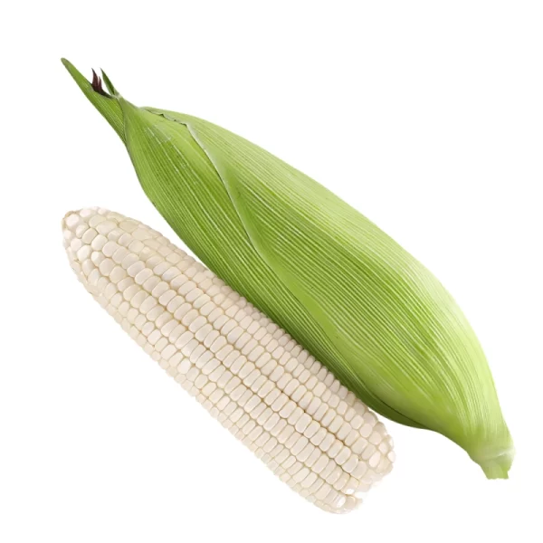 SIPULUT