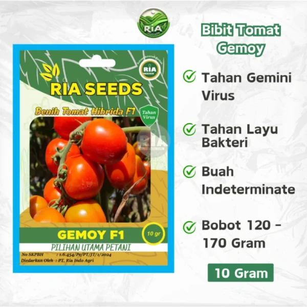 Benih Tomat Hibrida